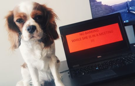 crazy-pets-challenge-8